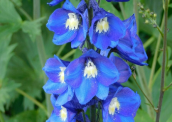 cancer flower