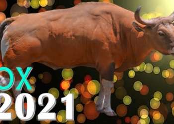 ox horoscope today