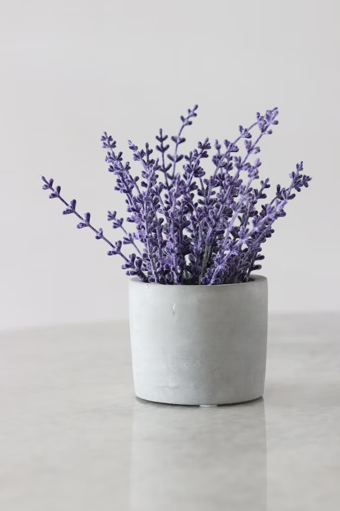 Gemini Flower Meaning and Symbolism: What Does It Represent?