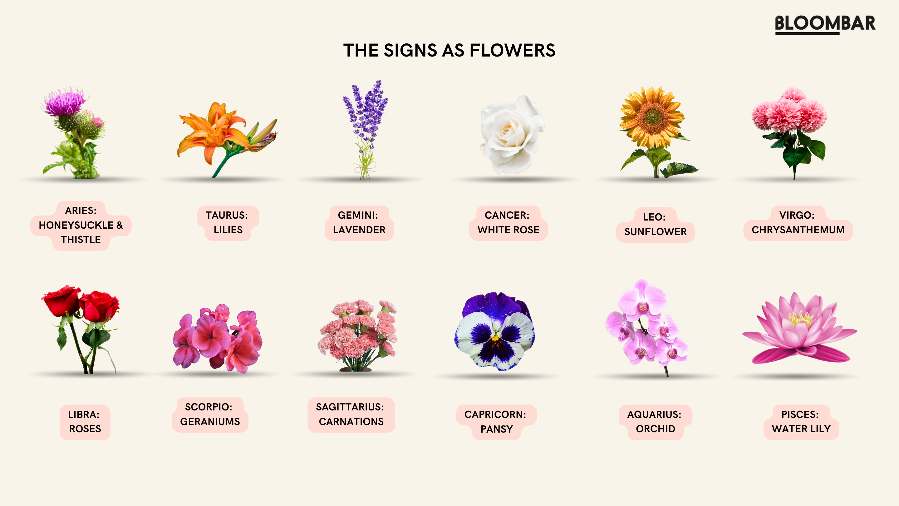 Gemini Flower Meaning and Symbolism: What Does It Represent?