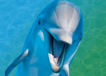 Pisces Spirit Animal: Find Out What Creature Guides Your Soul.